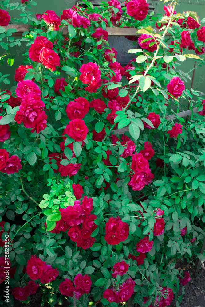 Цветущая в саду роза Фламментанц