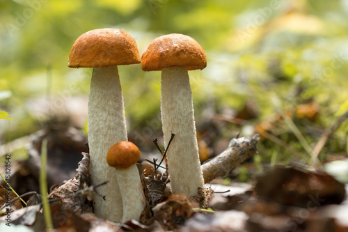 Съедобный гриб который растёт в лесу. Осенний лес. Урожай грибов. Edible fungi which grows in the wood. Autumn wood. Crop of mushrooms