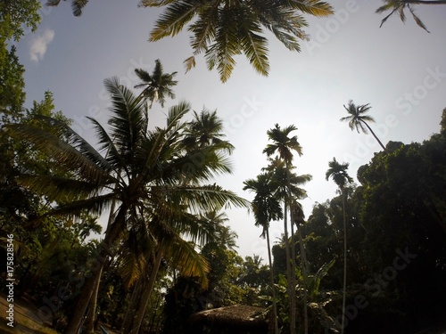 Sri Lankan Palm Trees 