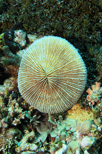 Fototapeta Naklejka Na Ścianę i Meble -  Common mushroom coral