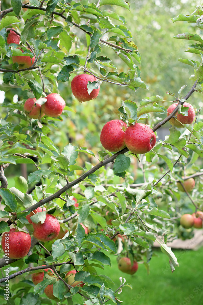 Red apples on a tree Red apples on a tree