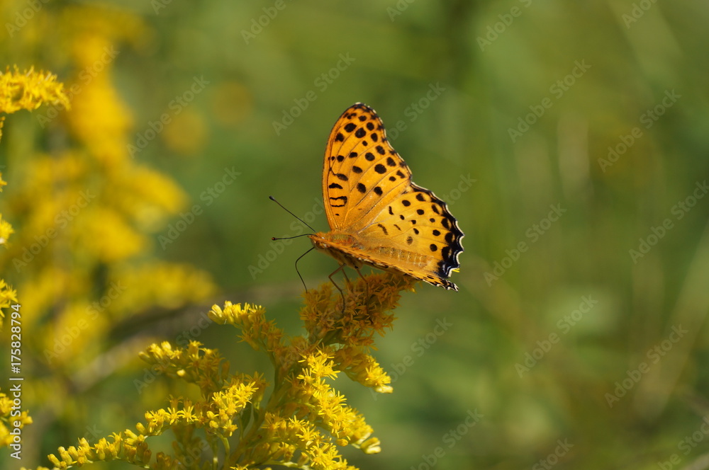 Obraz premium ツマグロヒョウモン