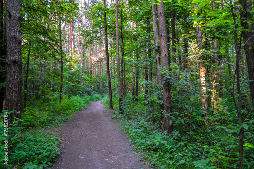 Path in the forest. High deciduous trees. Summer. Russia