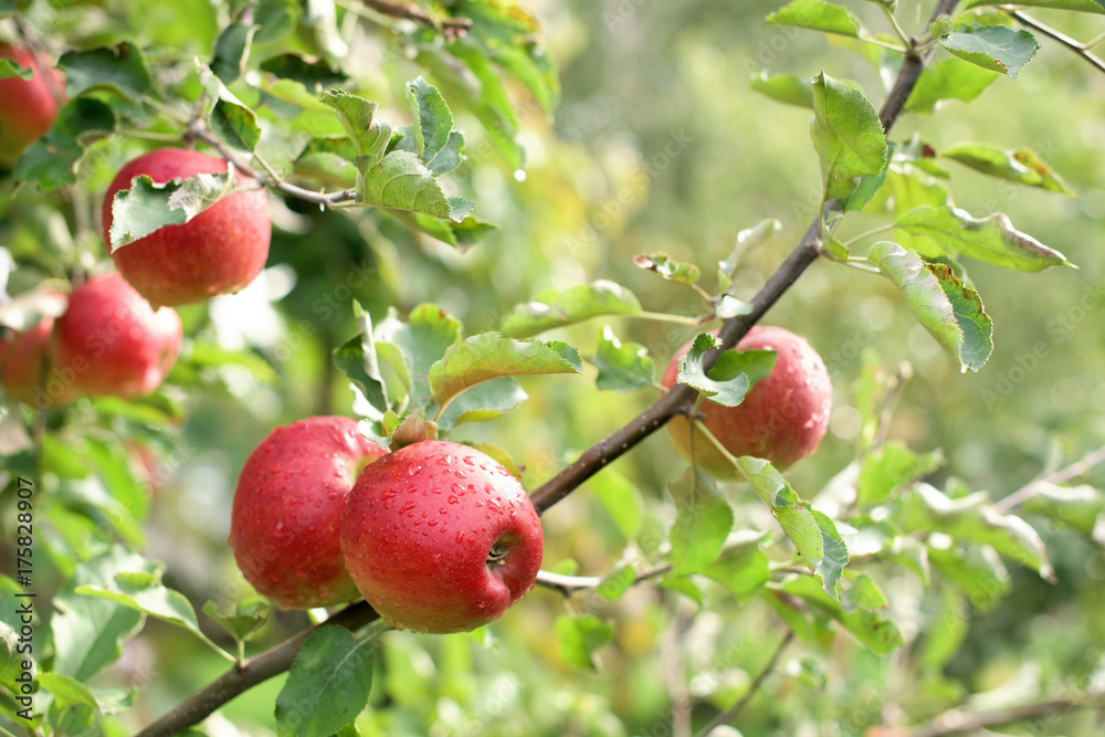 Red apples