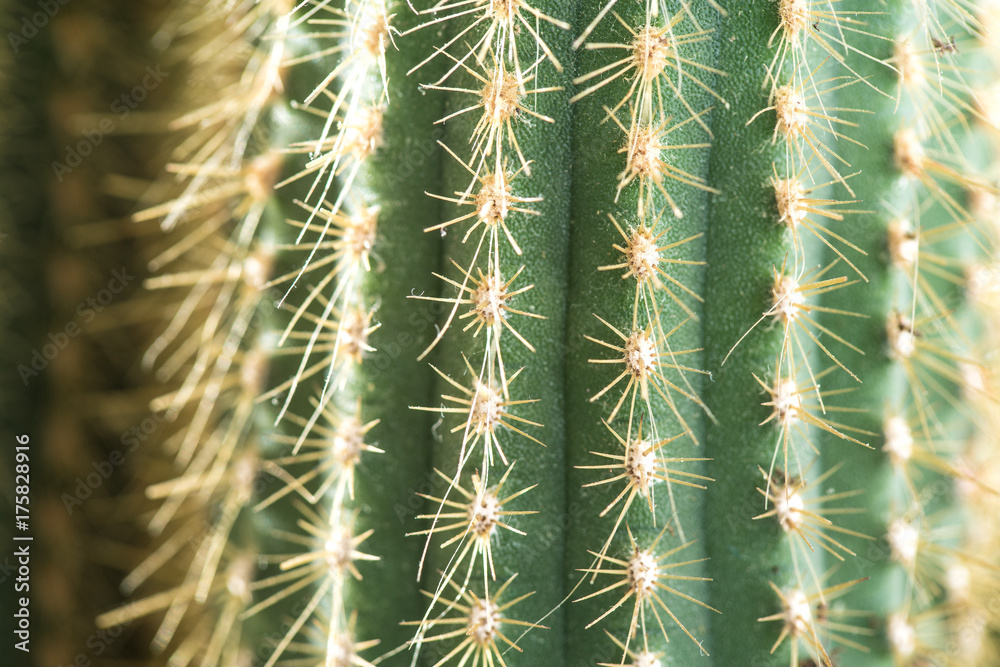Cactus close-up. Home indoor plants with thorns. A succulent Cactus close-up. Home indoor plants with thorns. A succulent