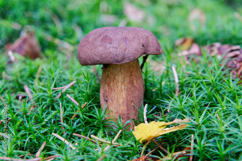 Wild mushroom growing in a forest Wild mushroom growing in a forest