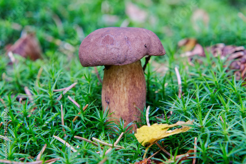 Wild mushroom growing in a forest