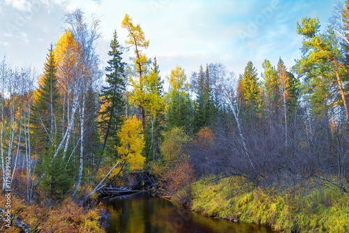 A small river flows in the forest in the middle of the marshes. Alaska.
