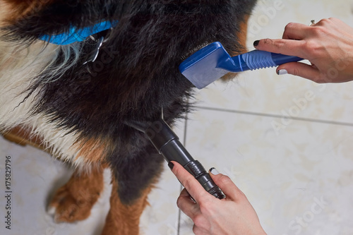 Dog grooming macro, female hands. Pet hair dryer, slicker brush.