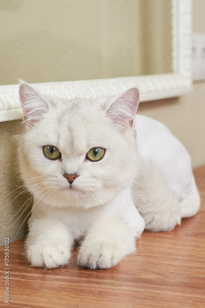 Cute cat close up. Beautiful white british shorthair.