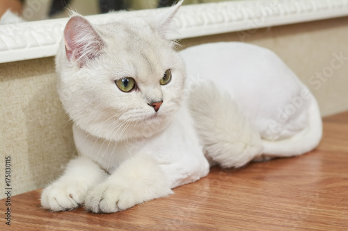 White british shorthair. Cute cat with green eyes. Facts about cats.