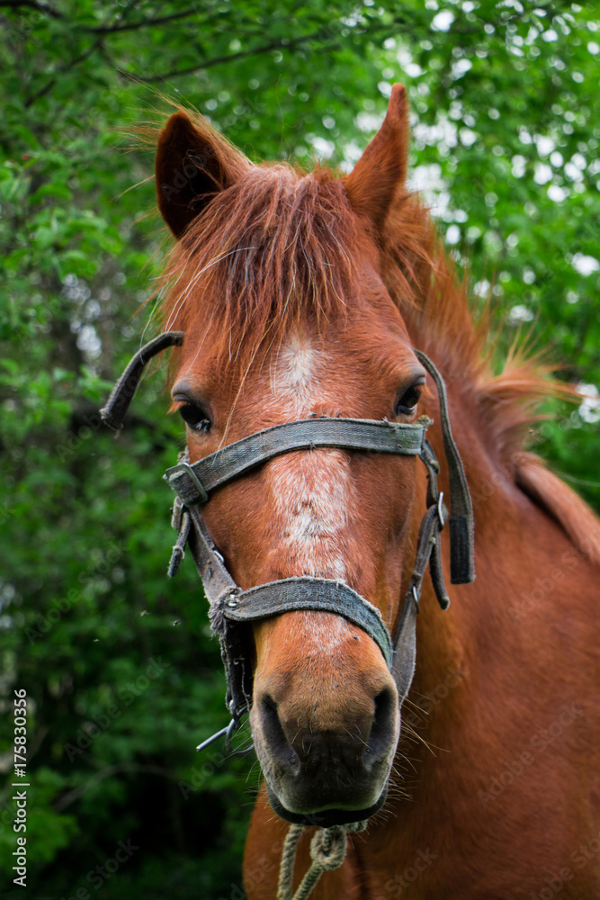 Obraz premium Portrait of a brown hourse