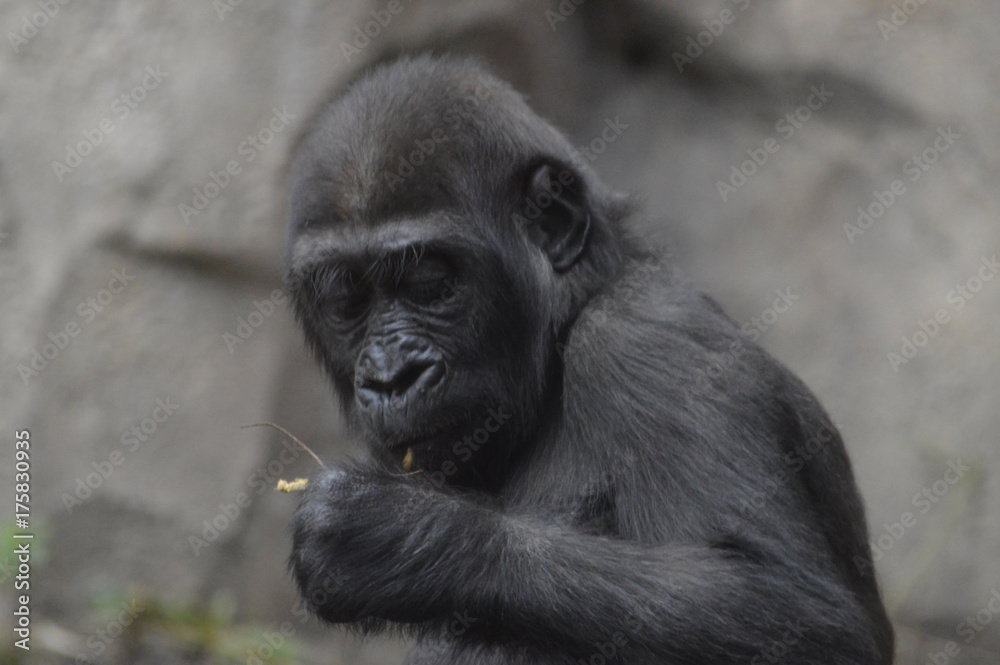 Baby gorilla Baby gorilla