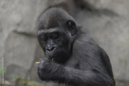 Baby gorilla © Kari