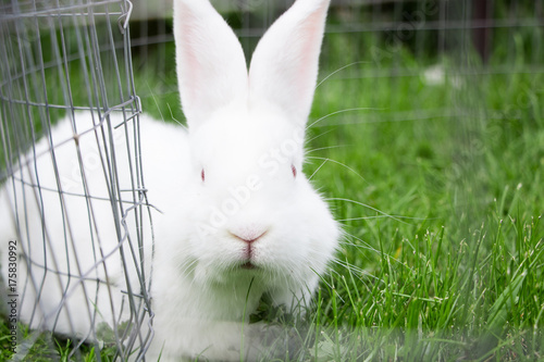 Cute white rabbit in a cage in green grass