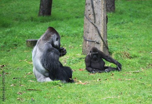 western lowland gorilla (Gorilla gorilla gorilla)