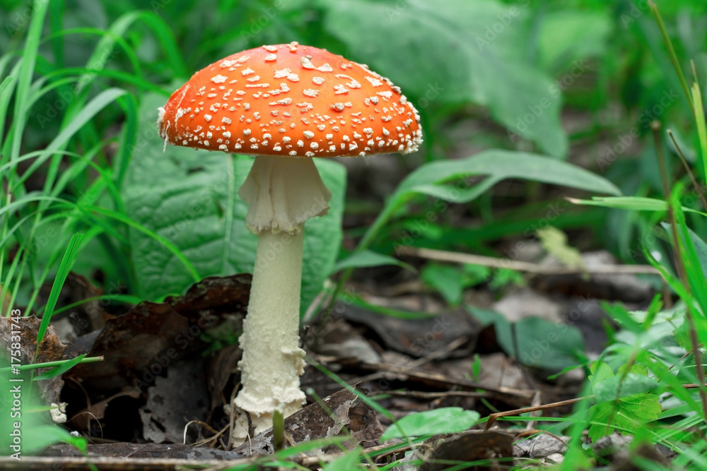 Красивый красный мухомор. Ядовитый гриб. Поганка. Beautiful red fly agaric. Poisonous mushroom. Toadstool Красивый красный мухомор. Ядовитый гриб. Поганка. Beautiful red fly agaric. Poisonous mushroom. Toadstool