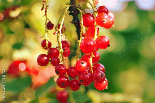 redcurrant