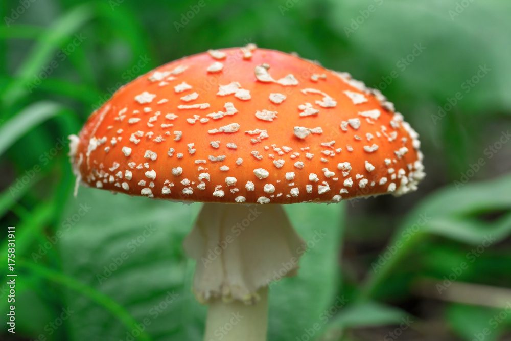 Красивый красный мухомор. Ядовитый гриб. Поганка. Beautiful red fly agaric. Poisonous mushroom. Toadstool Красивый красный мухомор. Ядовитый гриб. Поганка. Beautiful red fly agaric. Poisonous mushroom. Toadstool