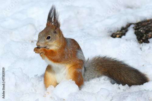 Sciurus vulgaris. Red squirrel in winter in the Siberian taiga