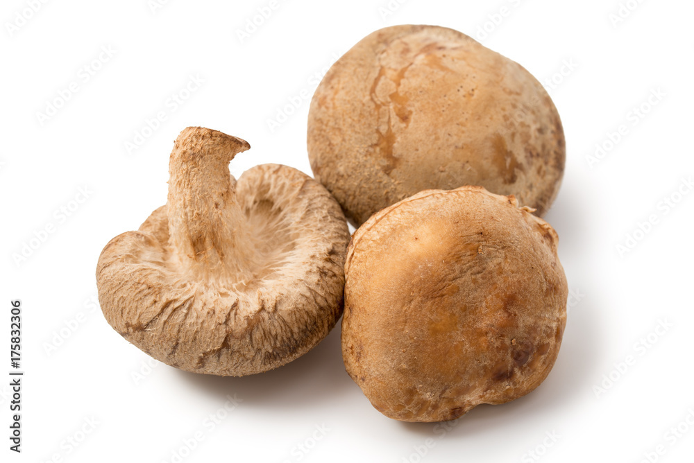 Shiitake Shiitake