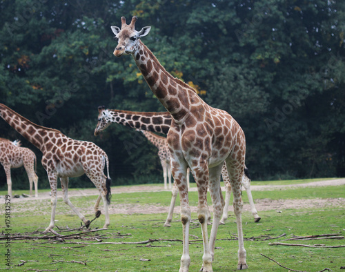 Rothschild s giraffe  Giraffa camelopardalis rothschildi 