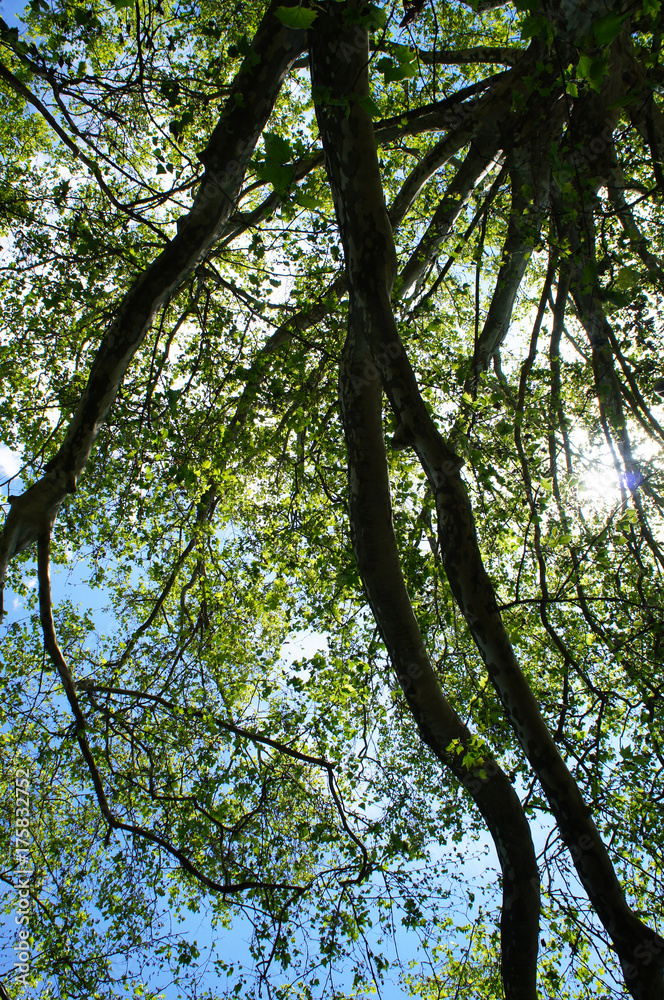 Crown of platan tree with sunlight and blue sky Crown of platan tree with sunlight and blue sky