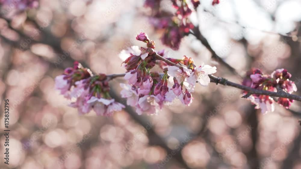handheld shot of beautiful sakura cherry tree blossom handheld shot of beautiful sakura cherry tree blossom