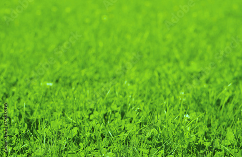 Wallpaper Mural Fresh grass field Torontodigital.ca