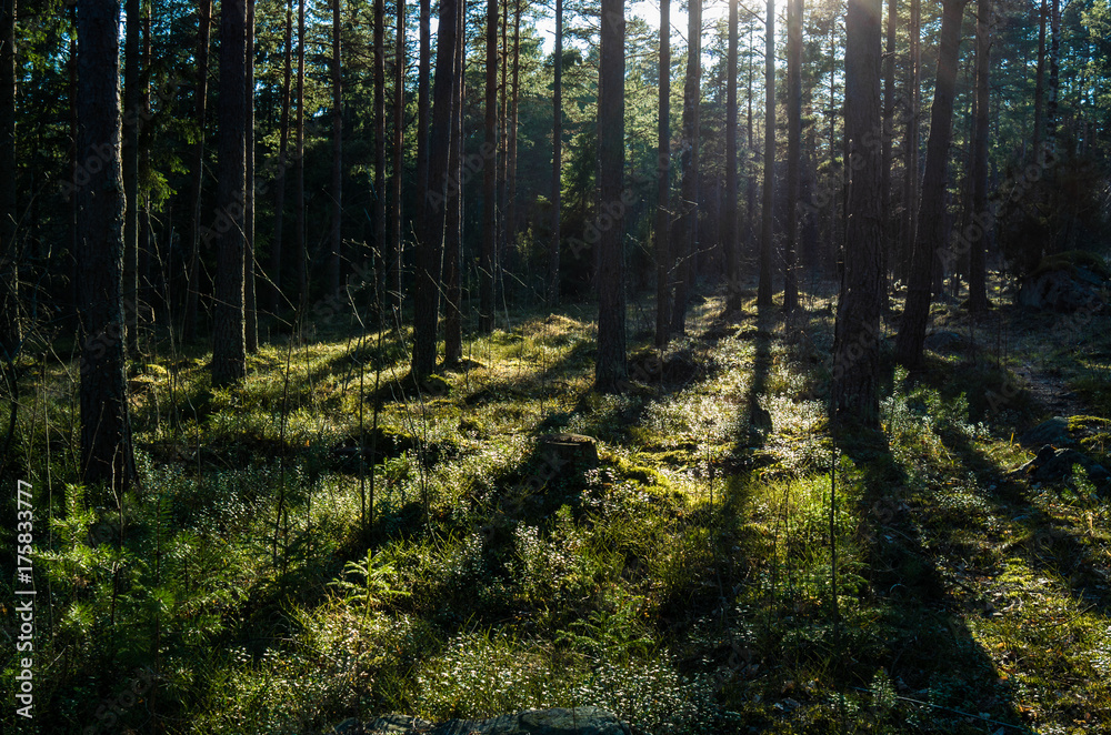 Obraz premium Sparks & Shadows