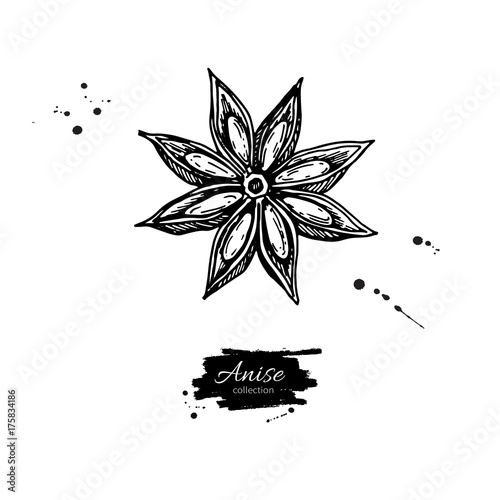 Anise Star Vector drawing. Hand drawn sketch. Seasonal food illu