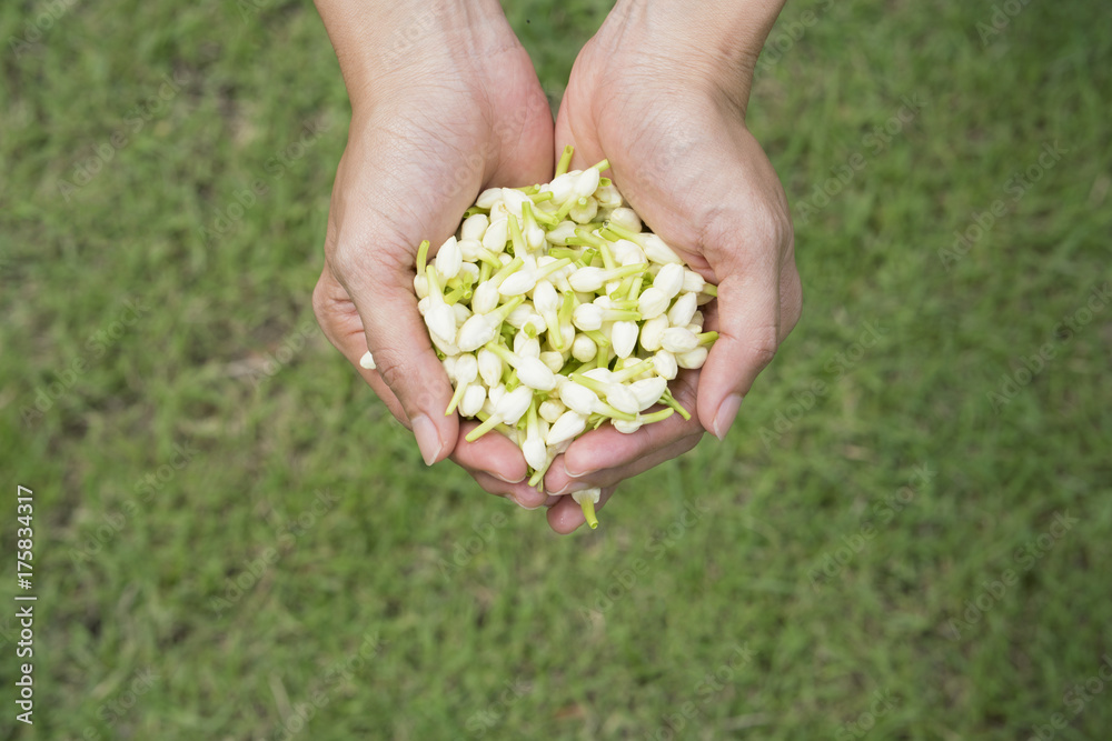 Jasmine flower in hand, close up Jasmine flower in hand, close up