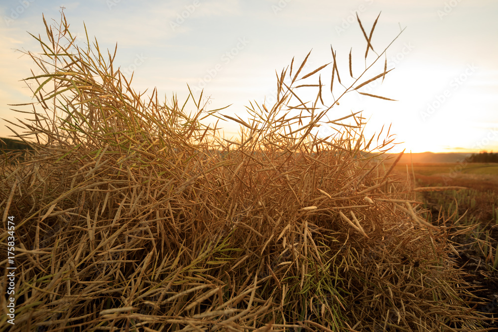 Fototapeta premium harvest cole on farmland with sunset sky