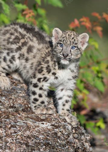 Snow Leopard Kitten on rocky surface in the woods © gnagel