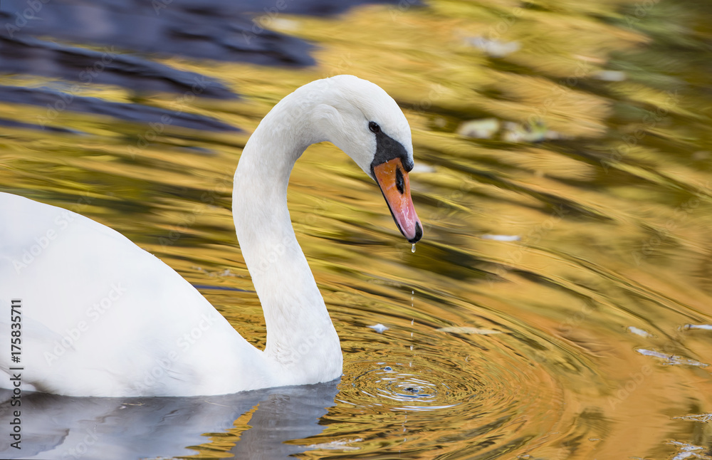 Fototapeta premium Autumn pond with a white swan