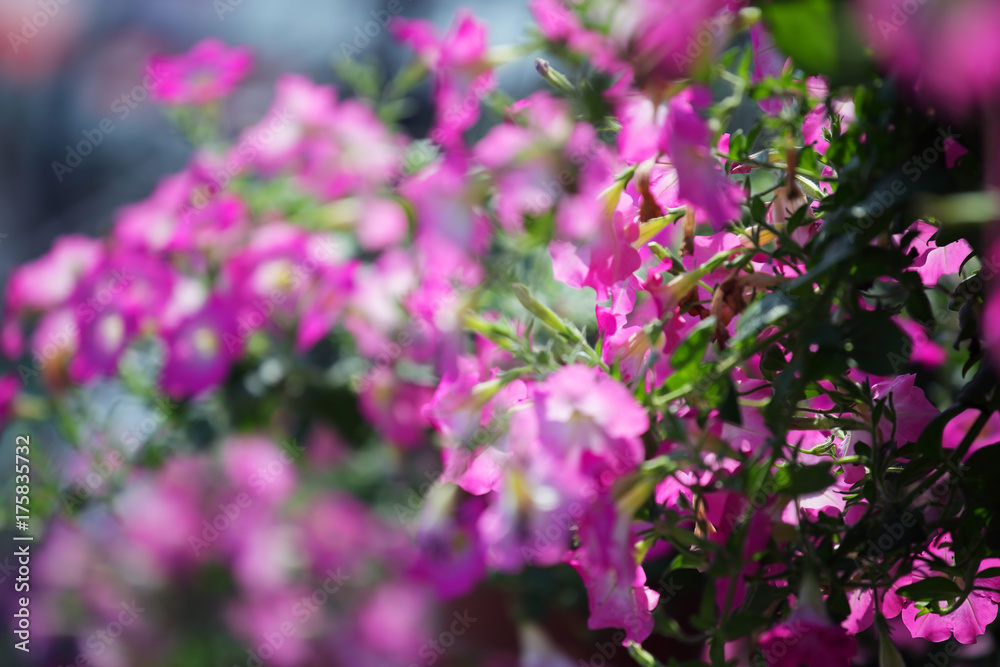 close up of pink petunia flower as background. close up of pink petunia flower as background.