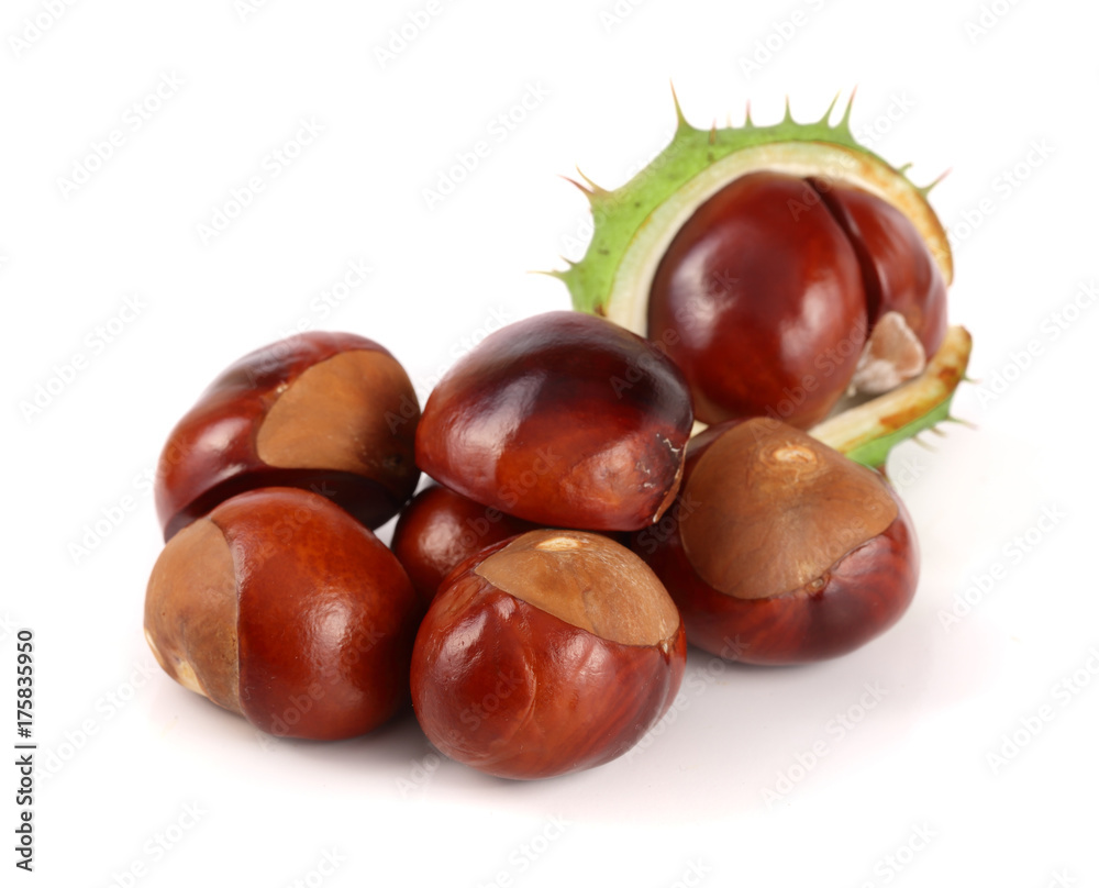 chestnut isolated on white background closeup chestnut isolated on white background closeup