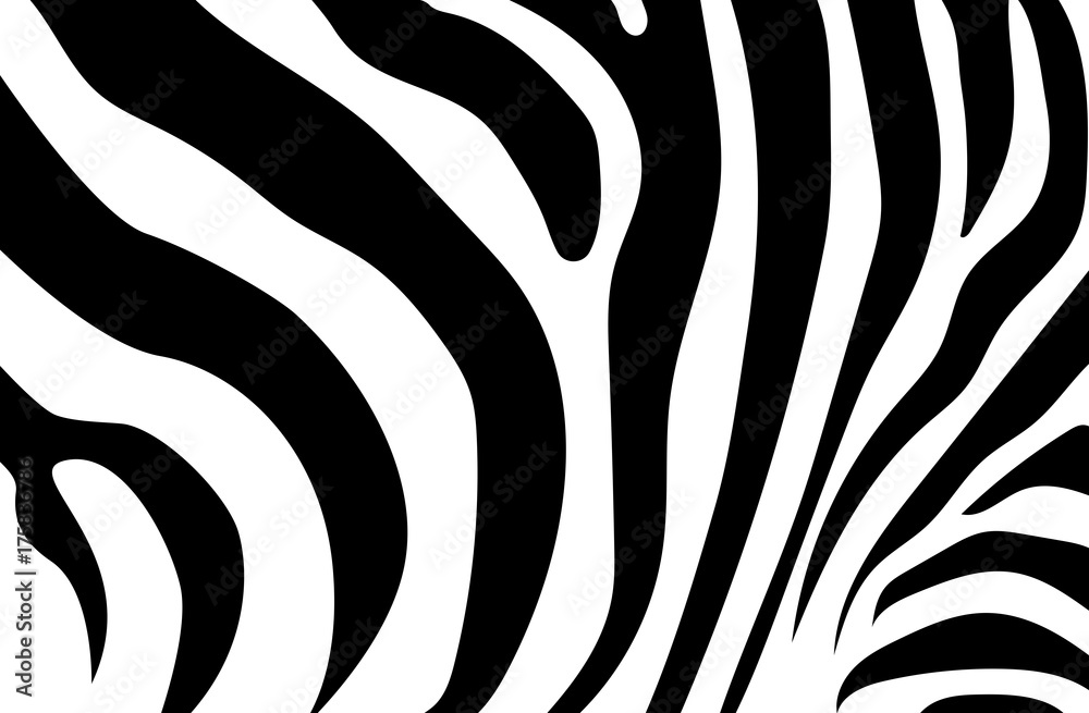 Abstract background skin of a zebra, white and black color. Wild Animals. Abstract background skin of a zebra, white and black color. Wild Animals.