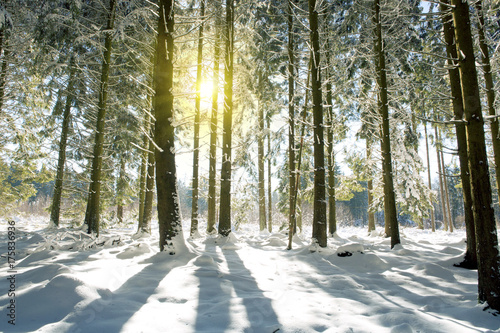 Sunset in a german winter forest.