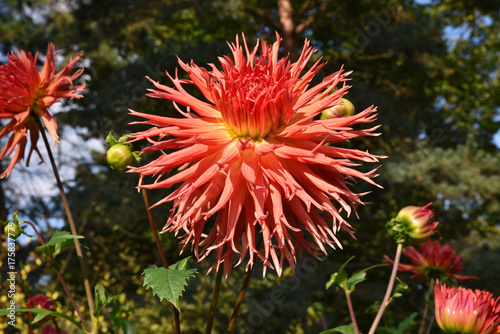 Fototapeta Naklejka Na Ścianę i Meble -  Dahlia cactus rouge en été au jardin