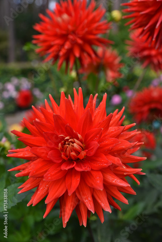 Fototapeta Naklejka Na Ścianę i Meble -  Dahlia rouge vermillon en été au jardin