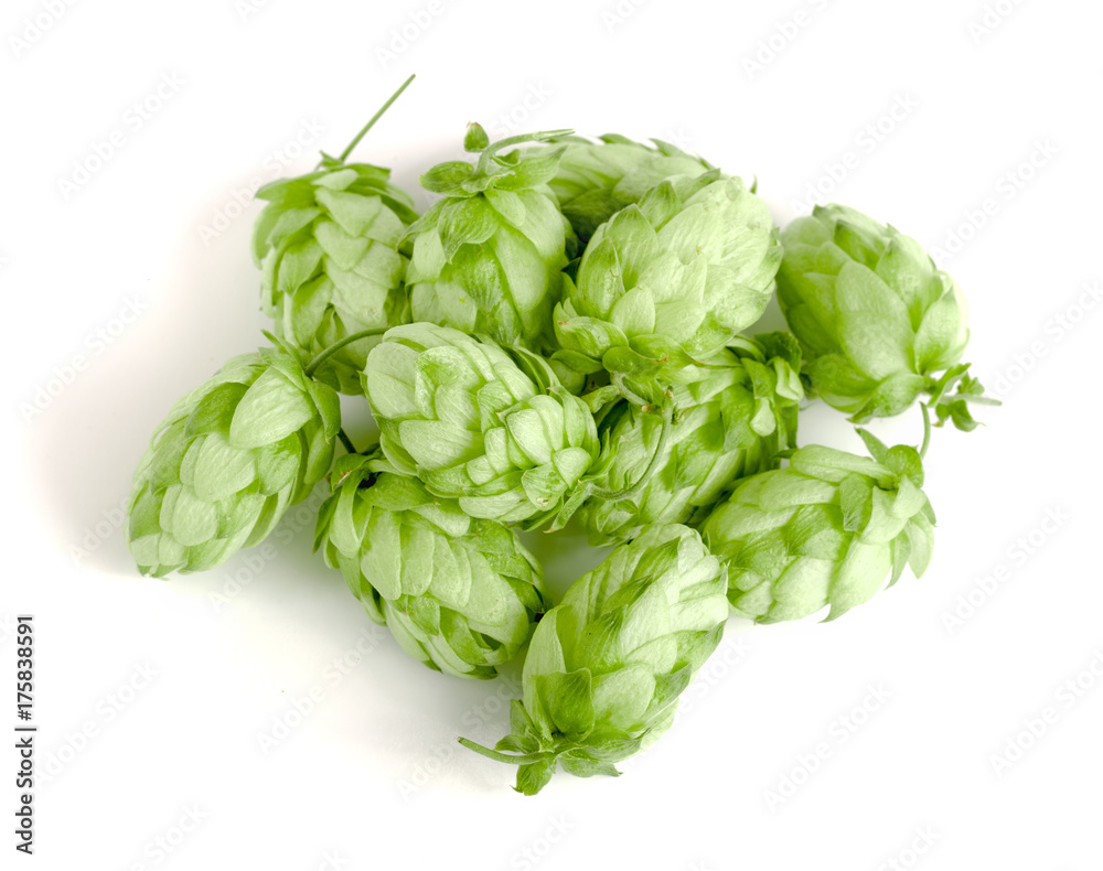 hop cones isolated on white background close-up hop cones isolated on white background close-up