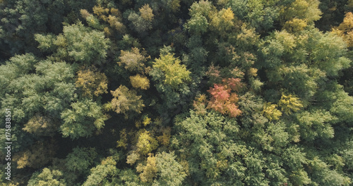 Aerial top view of autumn trees in forest in september