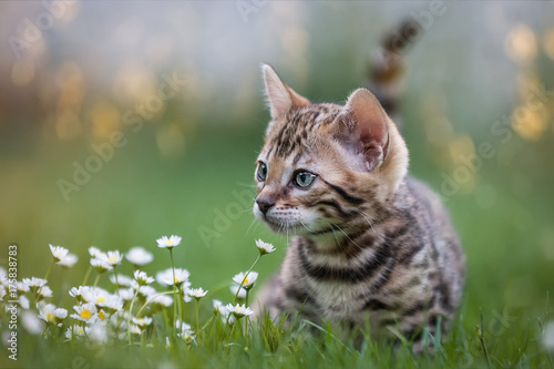 Bengal Kitten on Lawn