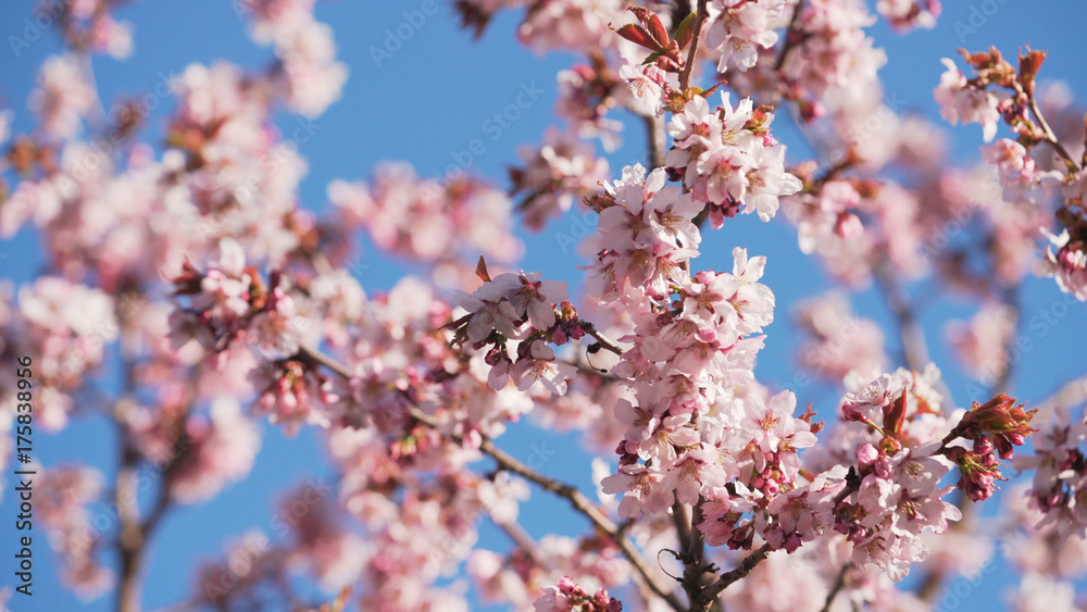 beautiful sakura cherry tree blossom against blue sky beautiful sakura cherry tree blossom against blue sky
