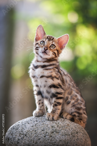 Bengal Kitten sitting on Rock, outdoor