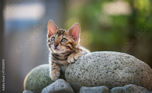 Bengal Kitten lying on Rock, outdoor photo