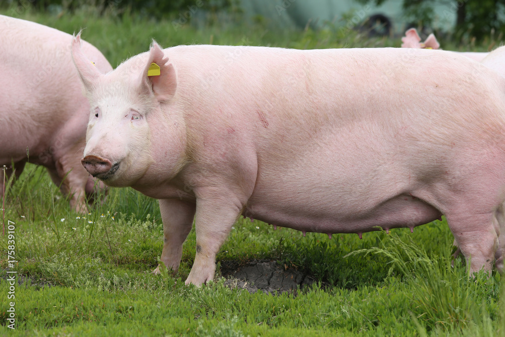 Big fat sow pig graze on summer pasture Big fat sow pig graze on summer pasture