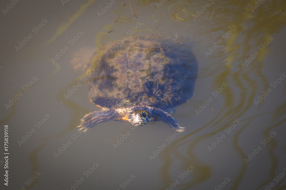 Obraz premium Turtle