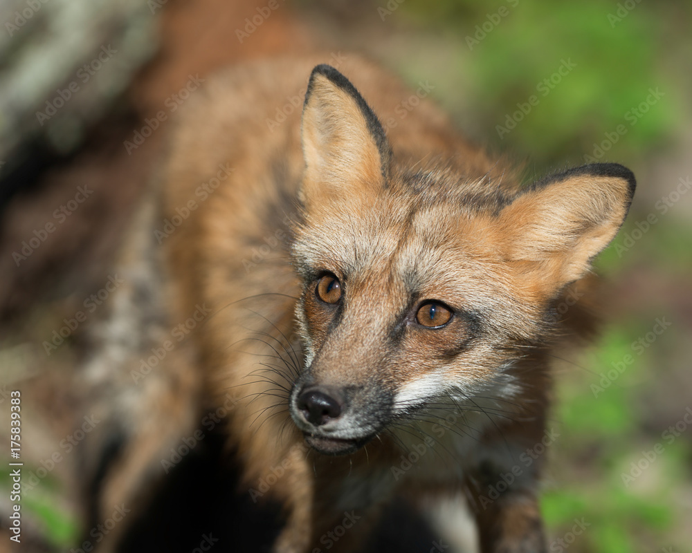 Single red fox (Vulpes vulpes) kit portrait kit